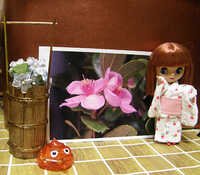 20090703-x5.jpg 