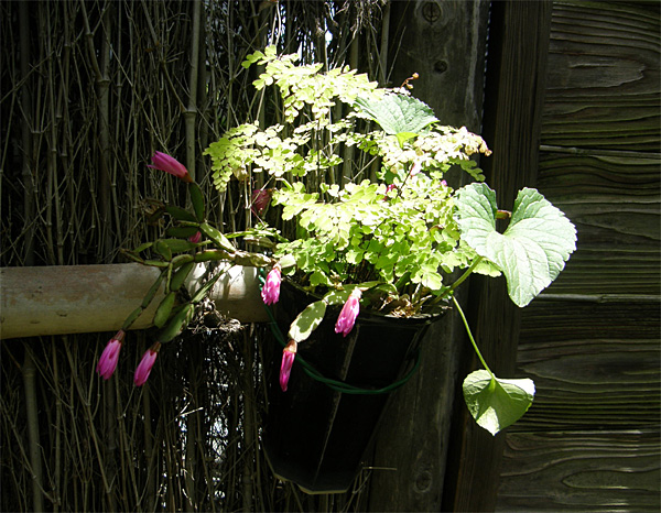 ARCH