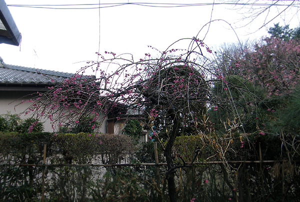 ARCH
