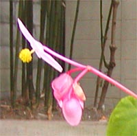 ARCH