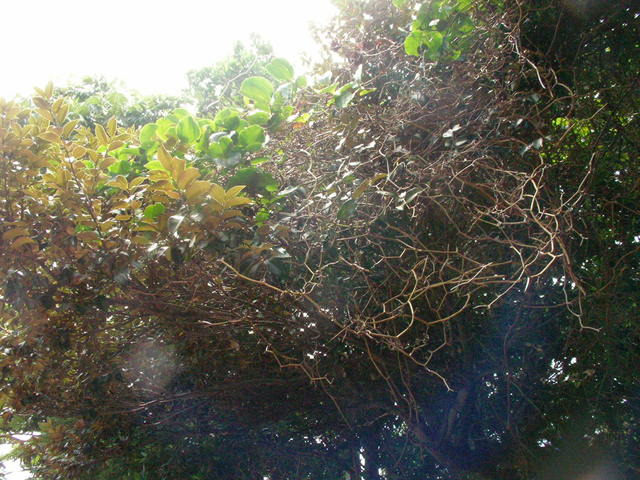 SANY0091