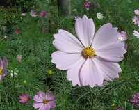  Cosmos-10-8-s.jpg 