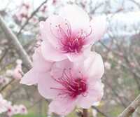  s-Peach-flower_01.jpg 