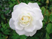  s-white-rose.jpg 