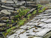  20140630-140530_dovecottage_3.jpg 