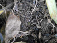  20170219-170218_hedgehog.jpg 