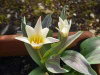  20170323-170313_tulip.jpg 