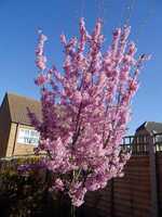  20170323-170321_cherrytree.jpg 