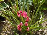  20170405-170405_tulips_1.jpg 