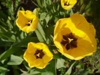  20170405-170405_tulips_3.jpg 