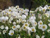  20170419-1704017_anemone.jpg 