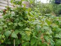  20170704-170630_rasberries_2.jpg 