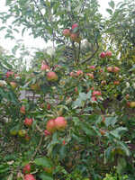  20170928-1700926_appletree.jpg 