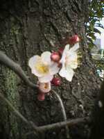  050314_sakura-1.jpg 