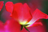  050408-red-rose.jpg 