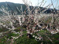  P1010748.JPG 
