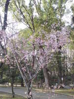  20120405-SN3P0334.JPG 