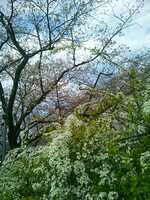  20170405-sakura2017_03_04_(46)s.jpg 