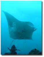  20040924-manta.jpg 