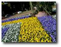  20050325-pansy.png 