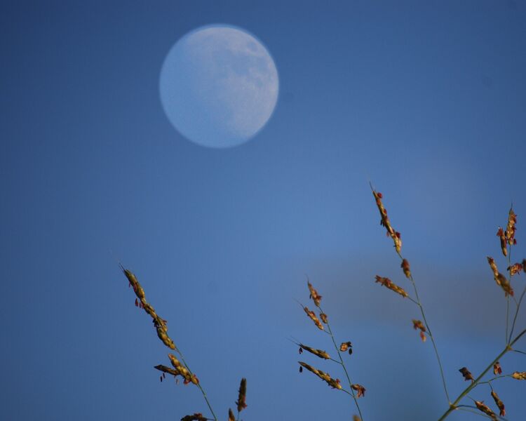  20080910-moon_grass.jpg 