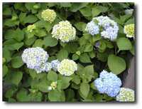  20100605-10_06_05a.jpg 