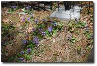  20130504-13_05_03a.jpg 