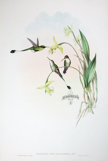John Gould Hummingbird Prints 1849-1861s
