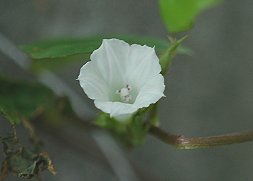 マメアサガオ。北米原産の帰化植物。1955年に東京近郊で発見されて、関東以西に進行中。