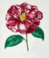 Maund1837-1846　Japan Camellia