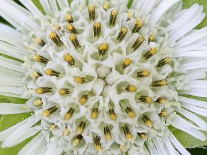 アメリカタカサブロウの花、拡大