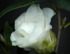 ϡ봧פĤ˺餭ޤ"