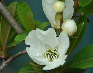 ٤Ȥꥭ奦Х餭Фޤ