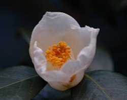 ֥ĥХ