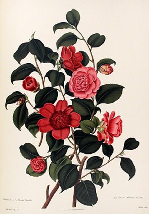 ߥ奨롦ƥإĥХ°ΥΥա1819ǯ1788ǯˤϥƥΡإܥ˥롦ޥ٤ǾҲ𤵤Ƥ뤬
